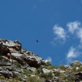 A Verreaux’s Eagle (Aquila verreauxii), or Witkruis arend, riding with some smaller birds. (Author: Pierre Joubert)