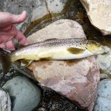 Another Brown trout. (Author: Pierre Joubert)