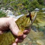 Small mouth Bass. (Author: Pierre Joubert)