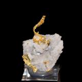 Gold, Quartz<br />Eagle's Nest Mine, Sage Hill, Michigan Bluff District, Placer County, California, USA<br />33 mm x 25 mm 10 mm<br /> (Author: Don Lum)