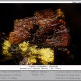 Beraunite and Cacoxenite<br />Fumade, Castelnau-de-Brassac, Tarn, Occitanie, France<br />fov 0.6 mm<br /> (Author: ploum)