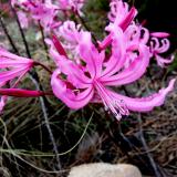 Stunning flowers, with no leaves adorn the mountains after field fires. (Author: Pierre Joubert)