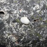 Quartz nodule in sandstone. (Author: Pierre Joubert)