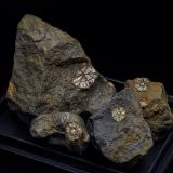Mica<br />Kameoka City, Kyoto Prefecture, Kinki Region, Honshu Island, Japan<br />5.5 x 3.7 cm<br /> (Author: am mizunaka)
