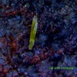 Piromorfita.<br />Minas Can Magre, Vidreres, Comarca La Selva, Gerona / Girona, Cataluña / Catalunya, España<br />0´484 x 0´118 mm.<br /> (Autor: Jesus Franquesa Baucells)
