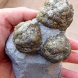 PiritaSon Genovés, Marratxí, Comarca Raiguer, Mallorca, Baleares, Balearic Islands / Illes Balears, Spain115 mm (43 mm el framboide mayor). (Autor: José Juárez Ruiz)