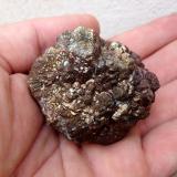 PiritaSon Genovés, Marratxí, Comarca Raiguer, Mallorca, Baleares, Balearic Islands / Illes Balears, Spain51 mm (Autor: José Juárez Ruiz)