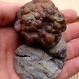 PiritaSon Genovés, Marratxí, Comarca Raiguer, Mallorca, Baleares, Balearic Islands / Illes Balears, Spain45 mm (74 mm la pieza completa). (Autor: José Juárez Ruiz)