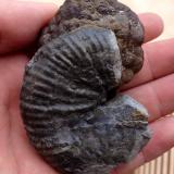 PiritaSon Genovés, Marratxí, Comarca Raiguer, Mallorca, Baleares, Balearic Islands / Illes Balears, Spain45 mm (74 mm la pieza completa). (Autor: José Juárez Ruiz)