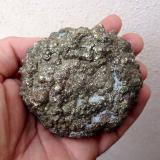 PiritaSon Genovés, Marratxí, Comarca Raiguer, Mallorca, Baleares, Balearic Islands / Illes Balears, Spain74 mm. (Autor: José Juárez Ruiz)