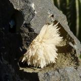 AragonitoCantera Niu Corbu, Noragugume, Provincia Nuoro, Cerdeña/Sardegna, Italiadiámetro: 3 cm (Autor: nerofis2)