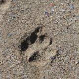 La arena de la playa esta formada principalmente por bioclastos (restos de conchas de moluscos, restos de equinodermos, esqueletos externos de briozoos, espículas de esponja, etc.) con pequeñas cantidades de clastos terrígenos de pequeño tamaño entre los que predomina claramente el cuarzo. (Autor: Jesús López)