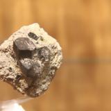 Ferro-hornblende<br />Watchtower del Rayo, Punta del Rayo, Carboneras, Comarca Levante Almeriense, Almería, Andalusia, Spain<br />33mm x 35mm x 32mm<br /> (Author: franjungle)