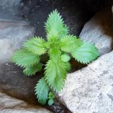 I discovered a small cave with moist, rich soil and a number of Stinging nettles (Urtica dioica).  These are supposed to have valuable healing properties. (Author: Pierre Joubert)