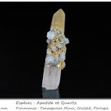 Fluorapatite on Quartz<br />Minas da Panasqueira, Aldeia de São Francisco de Assis, Covilhã, Castelo Branco, Cova da Beira, Centro, Portugal<br />fov 122 mm<br /> (Author: ploum)