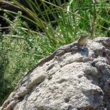 A curious visitor. (Author: Pierre Joubert)