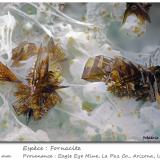 FornaciteMina Eagle Eye, Grupo Moore Mine, Distrito New Water, Montes New Water, Condado La Paz, Arizona, USAfov 1.75 mm (Author: ploum)
