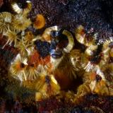 CacoxenitaMinas de El Horcajo, El Horcajo, Almodóvar del Campo, Comarca Campo de Calatrava, Ciudad Real, Castilla-La Mancha, España4 mm (Autor: undaria)