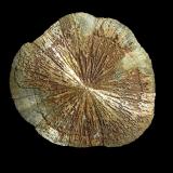 Pirita<br />Sparta, Condado Randolph, Illinois, USA<br />7 x 7 cm.<br /> (Autor: Antonio P. López)