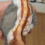 Aragonito<br />Mina Regia, Bellmunt del Priorat, Comarca Priorat, Tarragona, Cataluña / Catalunya, España<br />12x6 cm<br /> (Autor: nimfiara)