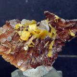 WulfenitaSidi Amer, Touissit, Distrito Touissit, Provincia Jerada, Región Oriental, Marruecos7.5 x 4.5 cm (Autor: Pedro Antonio)