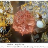 Erythrite<br />Mockleiten Mine, Brixlegg, Kufstein District, Inn Valley, North Tyrol, Tyrol/Tirol, Austria<br />fov 0.5 mm<br /> (Author: ploum)