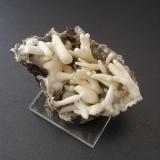 Aragonite (variety flos ferri)Storch und Schöneberg Mine, Gosenbach, Siegen, Siegen-Wittgenstein District, Arnsberg, North Rhine-Westphalia/Nordrhein-Westfalen, Germany3,5 x 3 cm (Author: Andreas Gerstenberg)