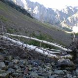 _Los derrubios se canalizan por embudos por los que también bajan los aludes,  por tratarse de una zona de fuerte innivación,  arrastrando todo lo que encuentran y depositándolos mas abajo, como los restos de estos abedules. (Autor: Carlos G. Bargueño)