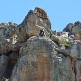 I was amazed at the young baboon climbing effortlessly up a very steep rock. (Author: Pierre Joubert)