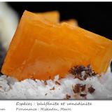 Wulfenite and VanadiniteMibladen (distrito minero Mibladen), Midelt, Provincia Midelt, Región Drâa-Tafilalet, Marruecosfov 11 mm (Author: ploum)