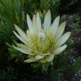 A protea flower. (Author: Pierre Joubert)