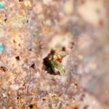 Olivenite<br />María Josefa Mine, Rodalquilar, Níjar, Comarca Metropolitana de Almería, Almería, Andalusia, Spain<br />FOV 7 mm<br /> (Author: franjungle)
