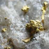 Oro<br />Depósito Igarapé do Inferno, Almeirim, Distrito aurífero Ipitinga, Pará, Baixo Amazonas, Brasil<br />Enfoque 50 x 50 mm<br /> (Autor: Ramon A  Lopez Garcia)