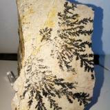 óxidos de manganeso<br />Mina Mineralogia, El Molar, Comarca Priorat, Tarragona, Cataluña / Catalunya, España<br />10x5 cm.<br /> (Autor: Adri Rodríguez)