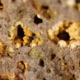 Nontronite (variety Ca-rich Nontronite)<br />Can Súria Quarry (Guixeres Quarry), Maçanet de la Selva, Comarca La Selva, Gerona / Girona, Catalonia / Catalunya, Spain<br />FOV 8 mm<br /> (Author: franjungle)