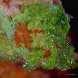 Piromorfita.<br />Mina Chaillac, Chaillac, Le Blanc, Indre, Centre-Val de Loire, Francia<br />3´044 x 2´614 mm.<br /> (Autor: Jesus Franquesa Baucells)