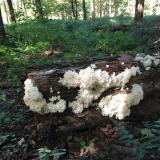 Hericium americium, lions mane edible fungus. (Author: vic rzonca)