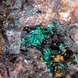 BrochantitaGoulmima, Er Rachidia, Provincia Er Rachidia, Región Drâa-Tafilalet, MarruecosCampo de visión 3,5 cm. (Autor: Antonio P. López)