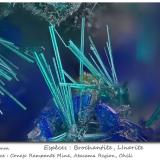 Brochantite and Linarite<br />Conejo Rampante Mine, Atacama Region, Chile<br />fov 2 mm<br /> (Author: ploum)