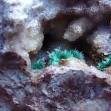Malaquita en CuarzoLas Niñas Mine, Rodalquilar, Níjar, Comarca Metropolitana de Almería, Almería, Andalusia, Spain0,2 cm. (Autor: javier ruiz martin)