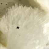 Dachiardite-Ca<br />Cape Lookout Quarry, Netarts, Tillamook County, Oregon, USA<br />FOV = 1.6 mm<br /> (Author: Doug)