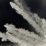 Clinoptilolite, Mordenite, Erionite-Ca<br />Cape Lookout Quarry, Netarts, Tillamook County, Oregon, USA<br />FOV = 3.3 mm<br /> (Author: Doug)