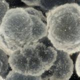 Cowlesite<br />Burnt Cabin Creek, Spray, Wheeler County, Oregon, USA<br />FOV = 1.8 mm<br /> (Author: Doug)