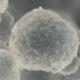 Cowlesite<br />Burnt Cabin Creek, Spray, Wheeler County, Oregon, USA<br />FOV = 1.6 mm<br /> (Author: Doug)