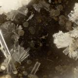 Erionite-K<br />Yaquina Head Quarry, Agate Beach, Lincoln County, Oregon, USA<br />FOV = 1.2 mm<br /> (Author: Doug)
