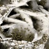 Levyne<br />Milwaukie, Clackamas County, Oregon, USA<br />FOV = 3.9 mm<br /> (Author: Doug)