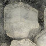 Gmelinite, 'Chabazite', Phillipsite<br />Devils Backbone, North Fork of John Day River, Ritter, Grant County, Oregon, USA<br />FOV = 3.0 mm<br /> (Author: Doug)