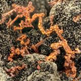Copper<br />Beaver Valley Quarry, Shine, Jefferson County, Washington, USA<br />FOV = 3.5 mm<br /> (Author: Doug)