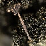 Copper<br />Beaver Valley Quarry, Shine, Jefferson County, Washington, USA<br />FOV = 2.7 mm<br /> (Author: Doug)
