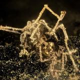 Copper<br />Beaver Valley Quarry, Shine, Jefferson County, Washington, USA<br />FOV = 4.2 mm<br /> (Author: Doug)